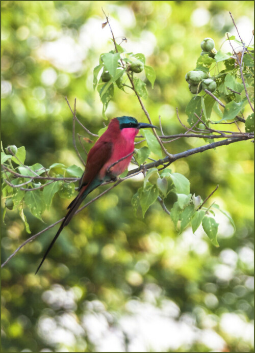 carmine-bee-eater-7700.jpeg