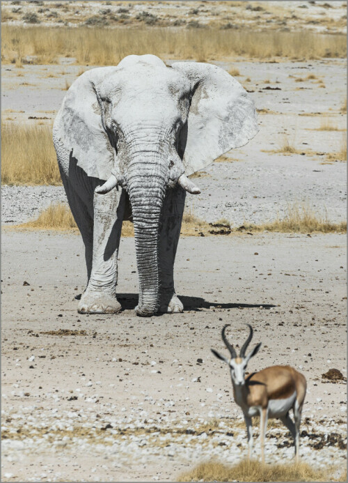 Elefantenbulle im Etoscha NP.

Aufnameort: Namibia,Etoscha Nationalpark
Kamera: Canon EOS, 5D, Mark II