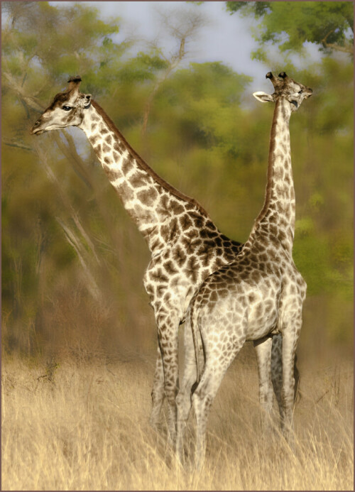 Giraffen, aufgenommen in der Nähe der Ivory-Lodge, Namibia

Aufnameort: Namibia
Kamera: Canon EOS 5D, Mark II