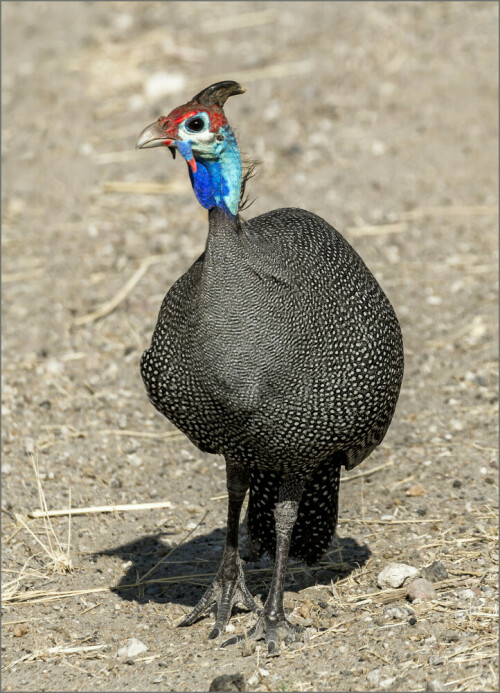 Helmted Guineafowl / Helmperlhun.
Fotografiert im Okavango Delta

Aufnameort: Okavango,Namibia
Kamera: Canon EOS 5D, Mark II