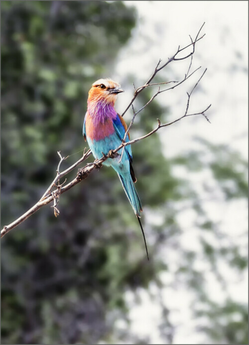 aufgenommen im Okavango Delta

Aufnameort: Namibia,Okavango
Kamera: Canon EOS 5D, Mark II