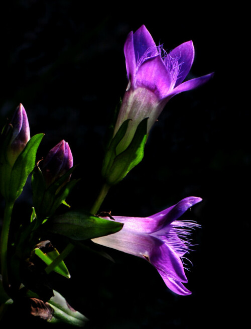 Blüten des Rauhen Enzians im Gegenlicht.

Aufnameort: Voralpen Niederösterreichs.
Kamera: Nikon D600