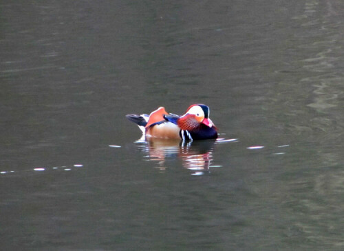 maennliche-mandarin-ente-9115.jpeg