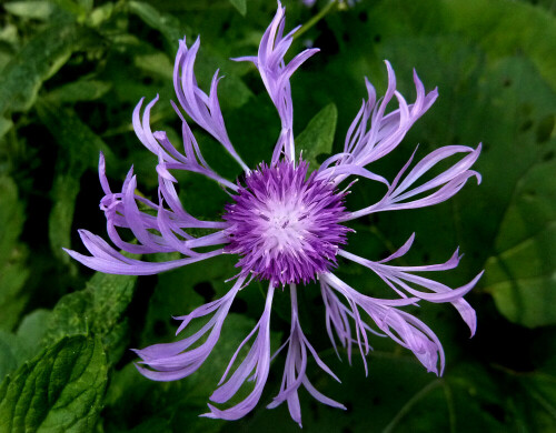 Blütenkopf einer Flockenblume in Großaufnahme.

Aufnameort: Voralpen Niederösterreichs.
Kamera: Panasonic DMC-FZ200