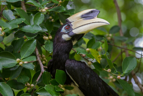 in den BÃ¤umen von Langkawi / Malaysia tummelten sich groÃŸe schwarze VÃ¶gel mit imponierendem Schnabel, den sie geschickt einzusetzen verstehen, pflÃ¼cken damit rote FrÃ¼chte, werfen diese geschickt in die Luft und fangen diese dann mit einem weit geÃ¶ffneten Schnabel geschickt auf, der Flug des Nashornvogels allerdings erinnert an die AnfÃ¤nge der Flugkunst - eher unbeholfen,

Aufnameort: KÃ¼ste Langkawi-Malaysia
Kamera: Canon 7 D