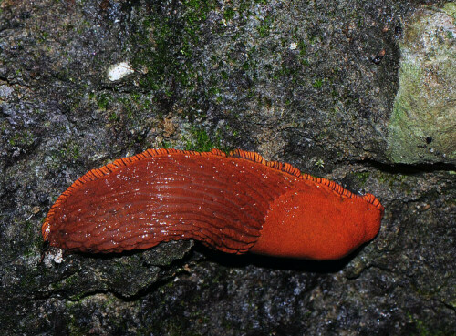 Die Rote Wegschnecke ist mittlerweile recht selten geworden. Sie erhielt starke Konkurrenz durch die eingeschleppte Spanische Wegschnecke (Arion lusitanicus).

Aufnameort: Erlauftal in Niederösterreich.
Kamera: Nikon D300