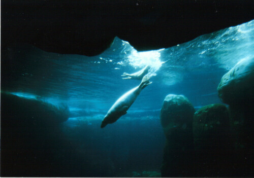 Robben sind unter Wasser schnell und elegant

Aufnameort: Hagenbecks Tierpark Hamburg
Kamera: Contax 167MT, 17mm, Analog - digitalisiert