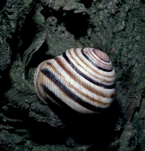 Die Wiener Schnirkelschnecke hat ihr Verbreitungsgebiet im Osten.

Aufnameort: Bisamberg bei Wien.
Kamera: Nikon D300