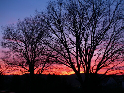 zwei-winterbaume-mit-abendhimmel-21628.jpeg