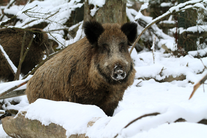 wildschwein-im-winter-7789.jpeg