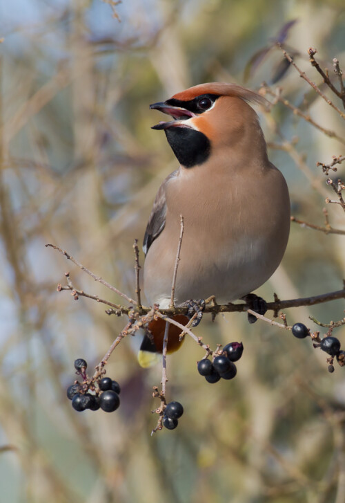 

Aufnameort: Bad Windsheim
Kamera: eos 7d, 500mm