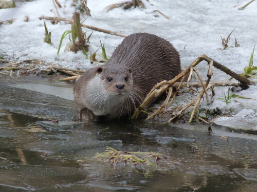 otter-sind-neugierig-7627.jpeg