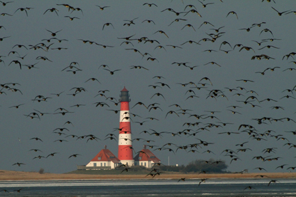 leuchtturm-westerhever-mit-pfeifenten-7734.jpeg