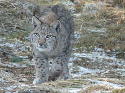 luchs-schleicht-an-7634.jpeg