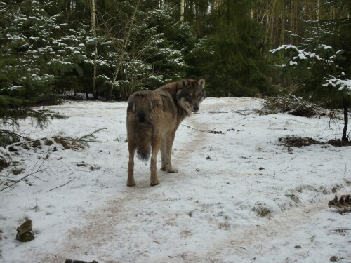 

Aufnameort: Wildpark Schorfheide
