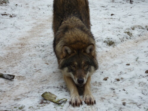 

Aufnameort: Wildpark Schorfheide
