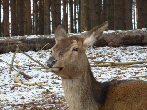 

Aufnameort: Wildpark Schorfheide
