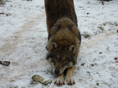 

Aufnameort: Wildpark Schorfheide
