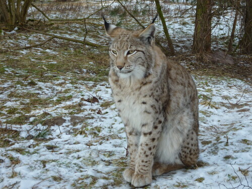 

Aufnameort: Wildpark Schorfheide
