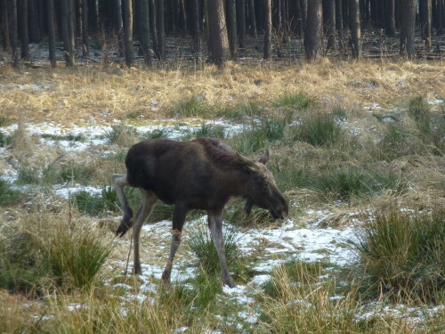 

Aufnameort: Wildpark Schorfheide
