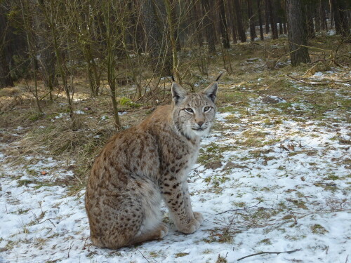 

Aufnameort: Wildpark Schorfheide
