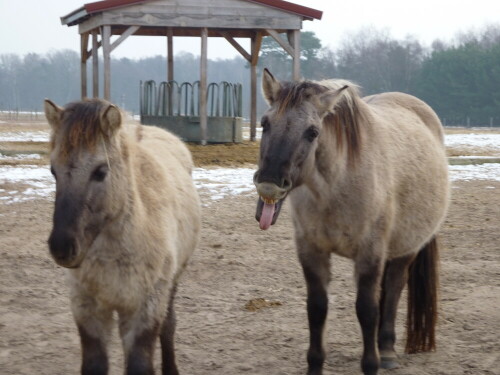 

Aufnameort: Wildpark Schorfheide
