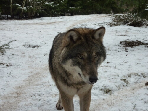 

Aufnameort: Wildpark Schorfheide
