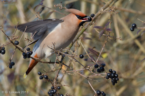 Eine der Hauptspeisen: Ligusterbeeren.

Aufnameort: Bad Windsheim
Kamera: eos 7d, 500mm