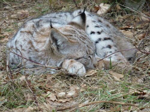 

Aufnameort: Wildpark Schorfheide
