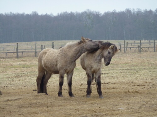 

Aufnameort: Wildpark Schorfheide
