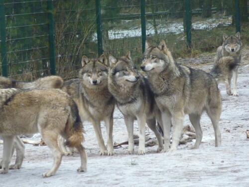 

Aufnameort: Wildpark Schorfheide
