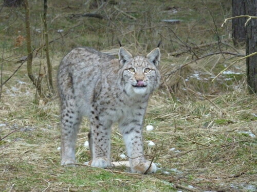 

Aufnameort: Wildpark Schorfheide
