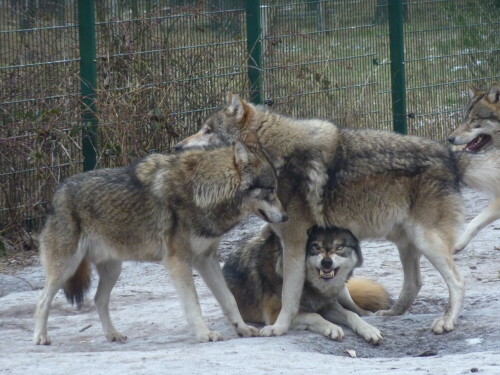 

Aufnameort: Wildpark Schorfheide
