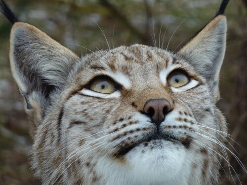 

Aufnameort: Wildpark Schorfheide
