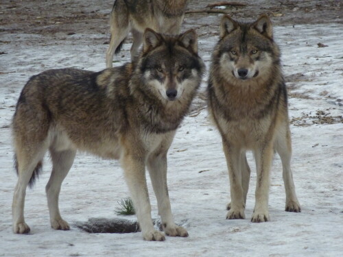 

Aufnameort: Wildpark Schorfheide
