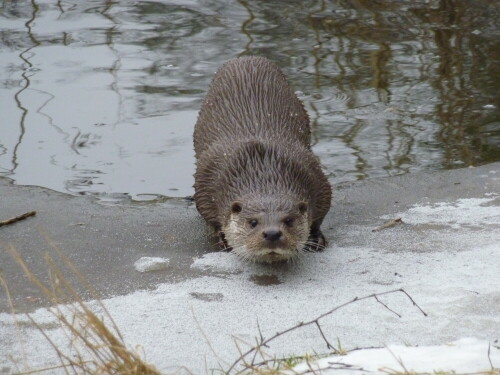 

Aufnameort: Wildpark Schorfheide
