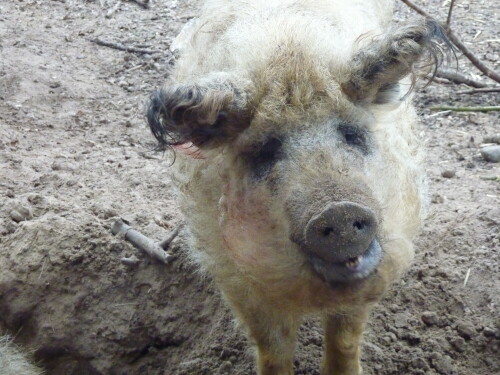 

Aufnameort: Wildpark Schorfheide
