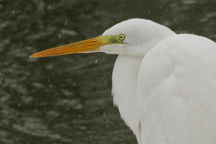 silberreiher-im-schnee-7814.jpeg