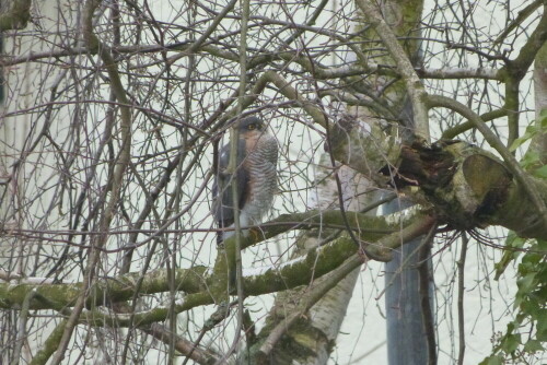 Sperbermännchen in Birke (Nachbargarten).
Entfernung ca. 40 m

Aufnameort: Egelsbach/Hessen
Kamera: Lumix FZ 48