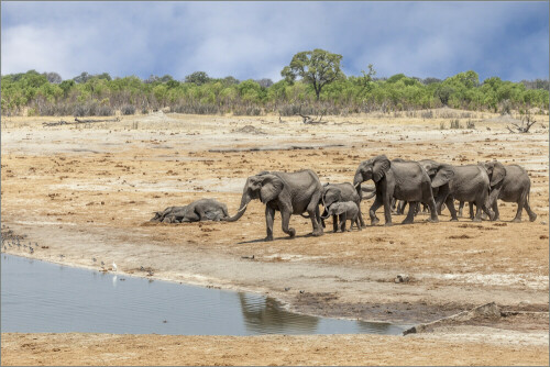 eine sterbende Elefantenkuh liegt am Rand eines Wasserlochs und eine Herde Elefanten zieht an ihr vorbei. Leben und Tod nah beieinander.


Aufnameort: Namibia
Kamera: Canon EOS 7D