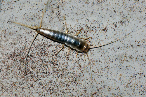 silberfischchen-lepisma-sacharina-11832.jpeg