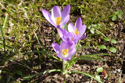 Krokus botanicus im eigenen Gartenam 5.3.13

Aufnameort: Egelsbach, Am Tränkbach 3
Kamera: Lumix FZ 48