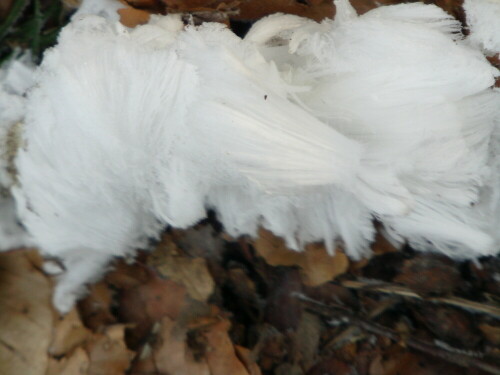 Haareis - vermutlich gefrorene Atemgase(Stoffwechsel) holzzersetzender Pilze.

Aufnameort: Wald am Hirschberg
Kamera: Medion Digitaler Full-HD-Camcorder mit Touchscreen