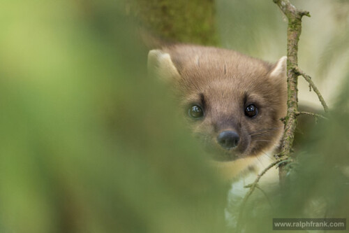 Die Tiere leben sehr heimlich und werden oft mit dem bekannten Steinmarder verwechselt.



Aufnameort: Otterzentrum Hankensbüttel
Kamera: Nikon