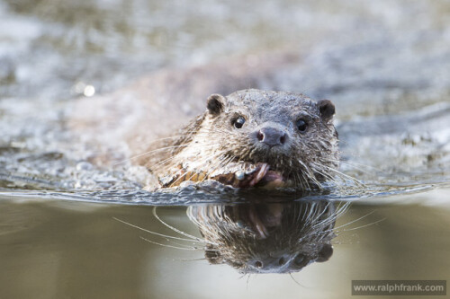 Ein Fischotter mit Beute (und Spiegelbild).



Aufnameort: Otterzentrum Hankensbüttel
Kamera: Nikon