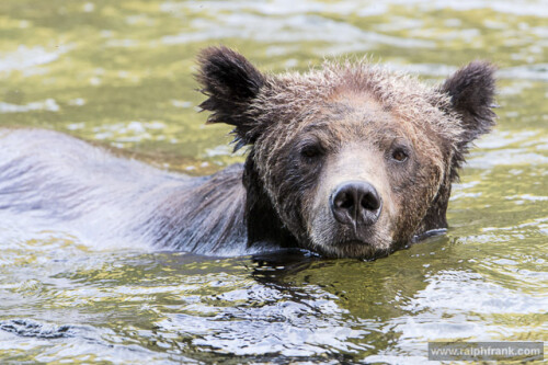 Ein Grizzly am Nekiteriver in Kanada. Im Herbst fischen die Bären die stromaufwärts ziehenden Lachse. 




Aufnameort: Kanada
Kamera: Nikon