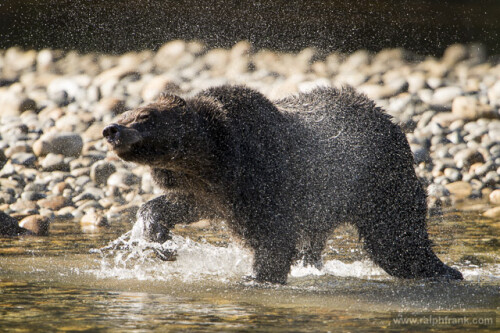 Ein Grizzly am Nekiteriver in Kanada. Im Herbst fischen die Bären die stromaufwärts ziehenden Lachse.

Aufnameort: Kanada
Kamera: Nikon