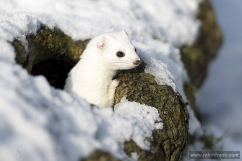 Ein Hermelin im Winterfell

Aufnameort: Otterzentrum Hankensbüttel
Kamera: Nikon