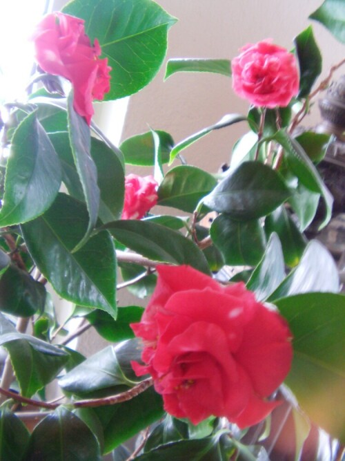 kamelie-camellia-japonica-l-8446.jpeg