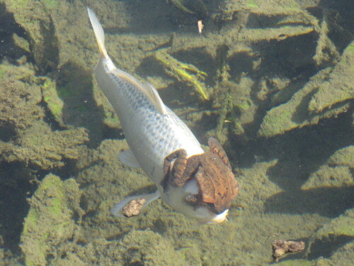 Ich staunte nicht schlecht,als ich auf einem weißen Koi einen Frosch sitzen sah. Der Grasfrosch hatte wohl in seinem Paarungswahn den Koi Mit einer "Fröschin" verwechselt. der Frosch hielt sich mit den Vorderbeinen an den Augen des Koi`s  und mit den Hinterbeinen klammerte er sich am Körper fest.

Aufnameort: Zu Hause
Kamera: Canon SX10IS